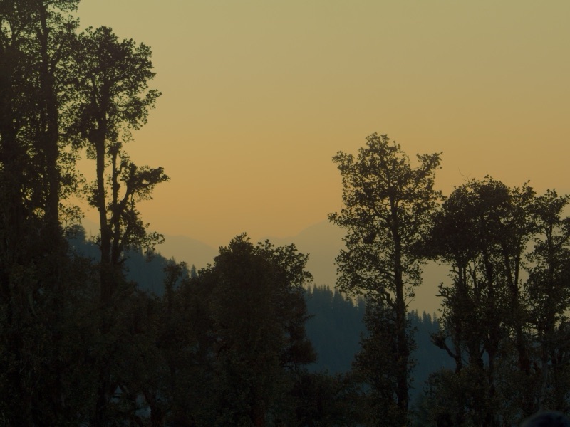 Tree silhouettes against a warm golden sunset sky over mountain ridges