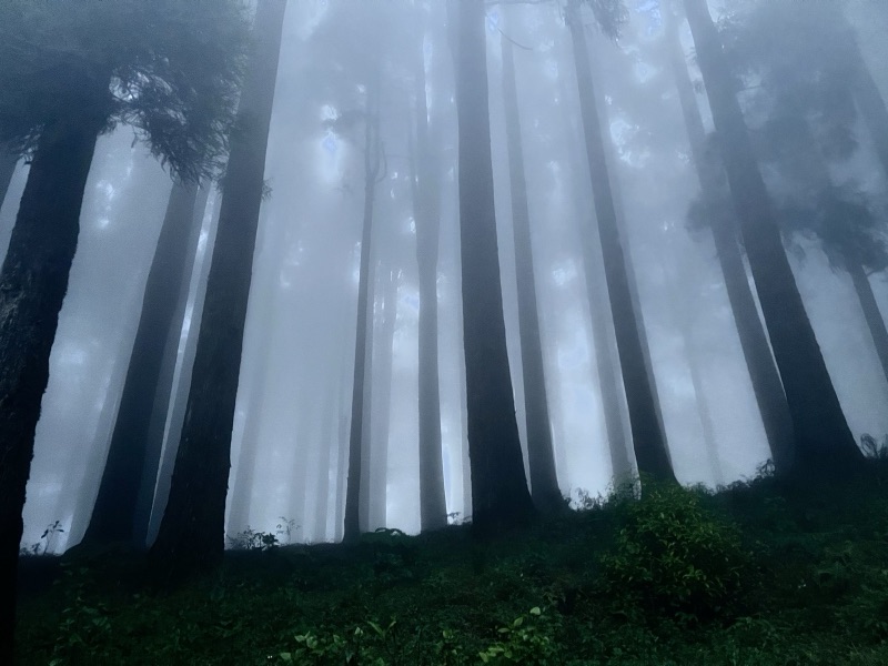 Tall pine trees disappearing into thick fog enroute to Darjeeling