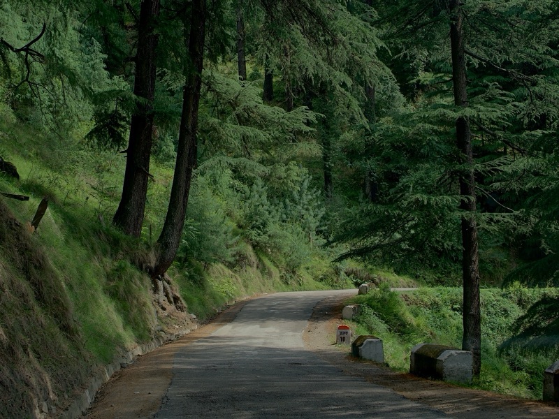 A winding road through dense deodar forest near Naggar, Himachal Pradesh
