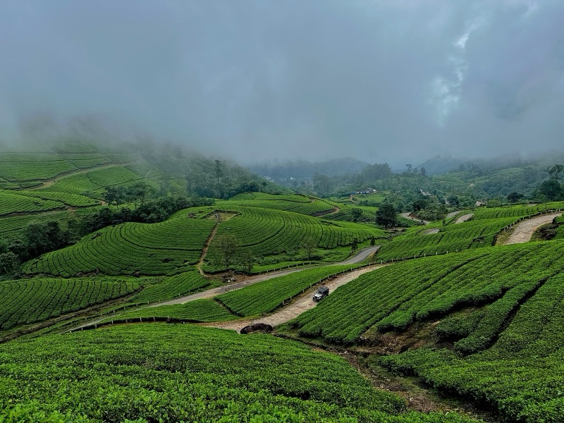 Lush green tea plantation rows stretching across rolling hills in Munnar